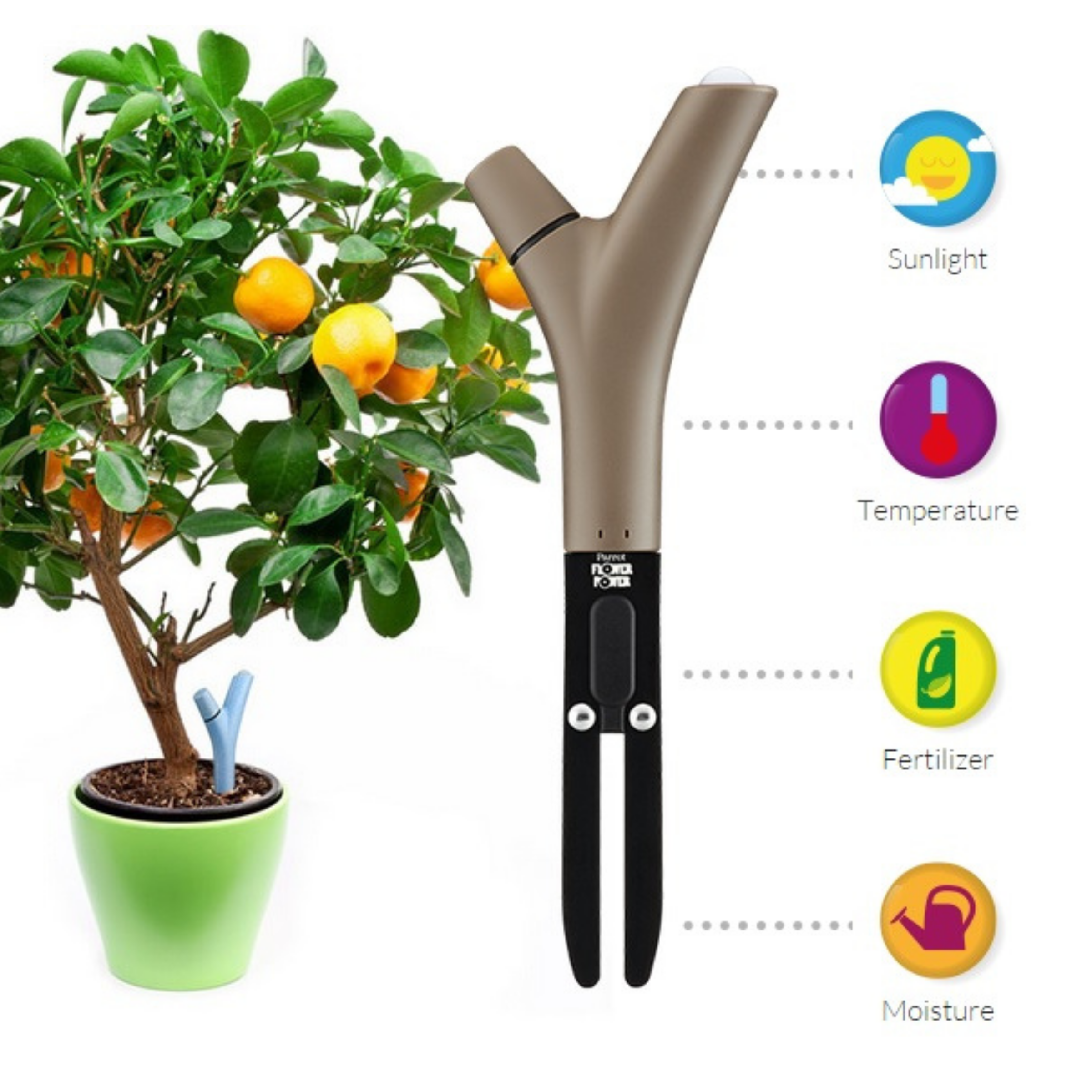Y-shaped Flower Power soil sensor beside a potted citrus tree, with icons for sunlight, temperature, fertilizer, moisture
